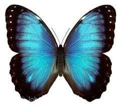 Morphos 