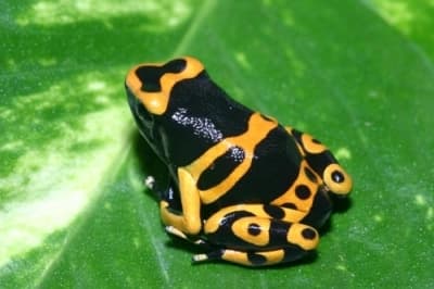 Новые часы HM3 Poison Dart Frog
