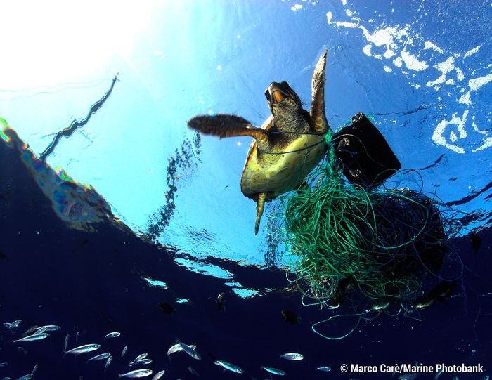 Breitling начала сотрудничать с Ocean Conservancy